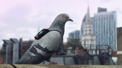 pigeon pollution air