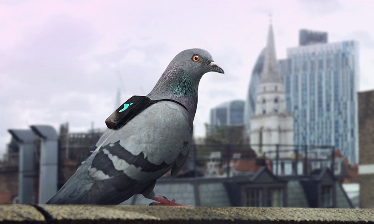 pigeon pollution air