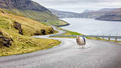 google sheep view